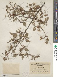 Prunus conadenia image