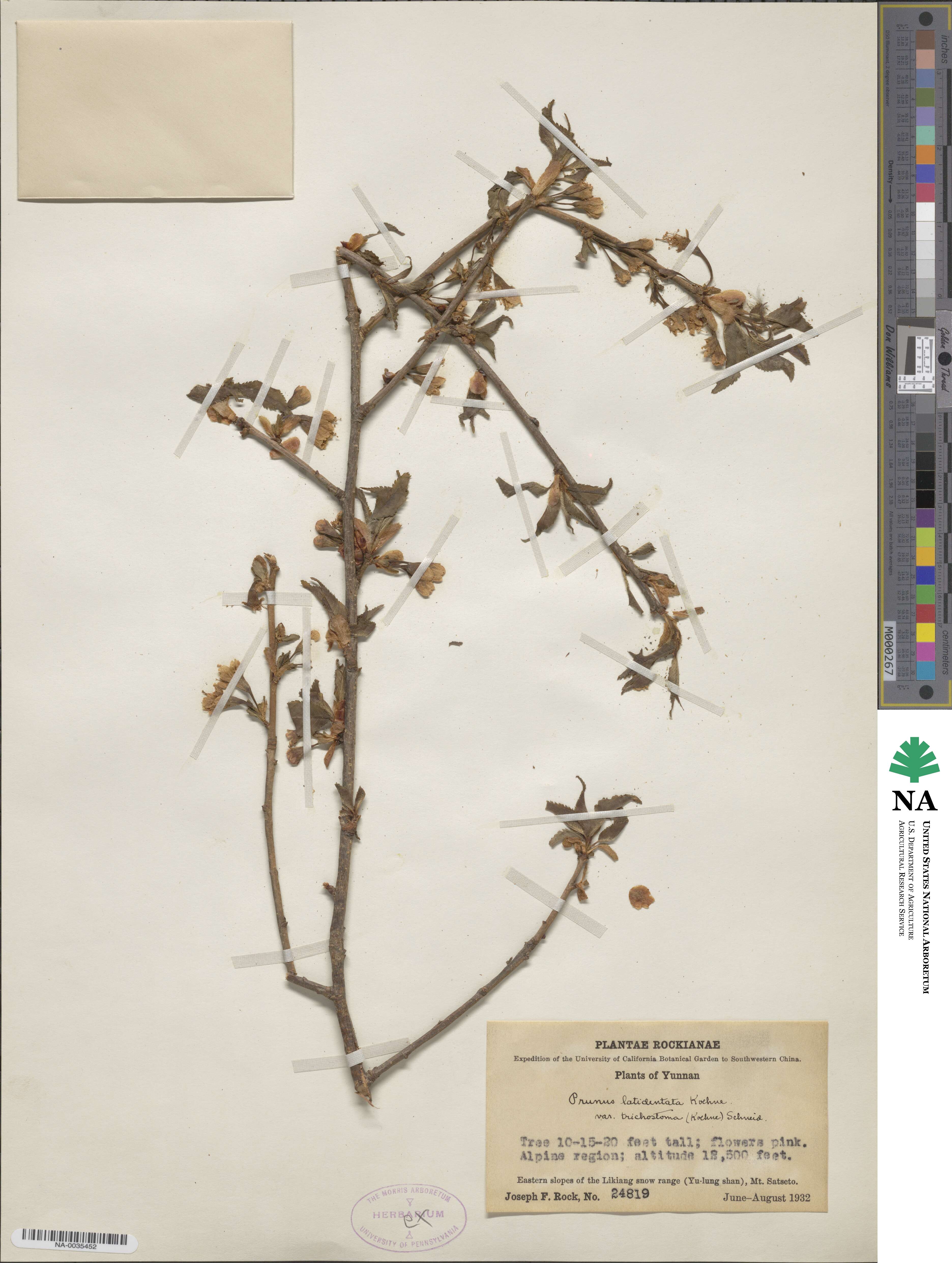 Prunus trichostoma image