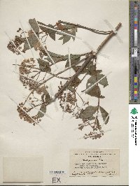 Deutzia rubens image