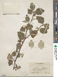 Malus yunnanensis image