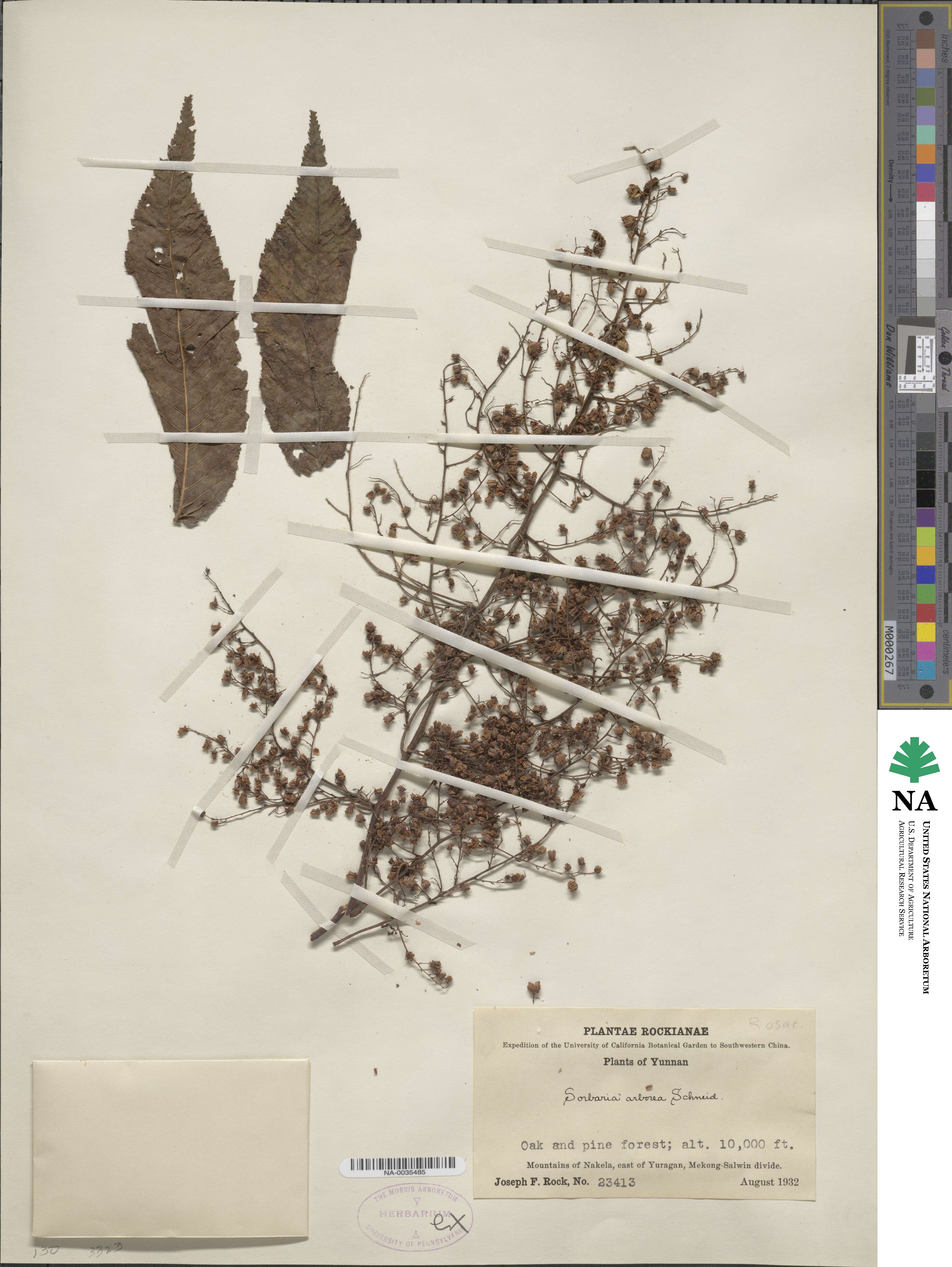 Sorbaria kirilowii var. arborea image