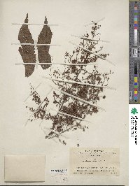 Sorbaria kirilowii image