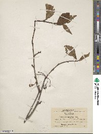 Image of Prunus crataegifolia