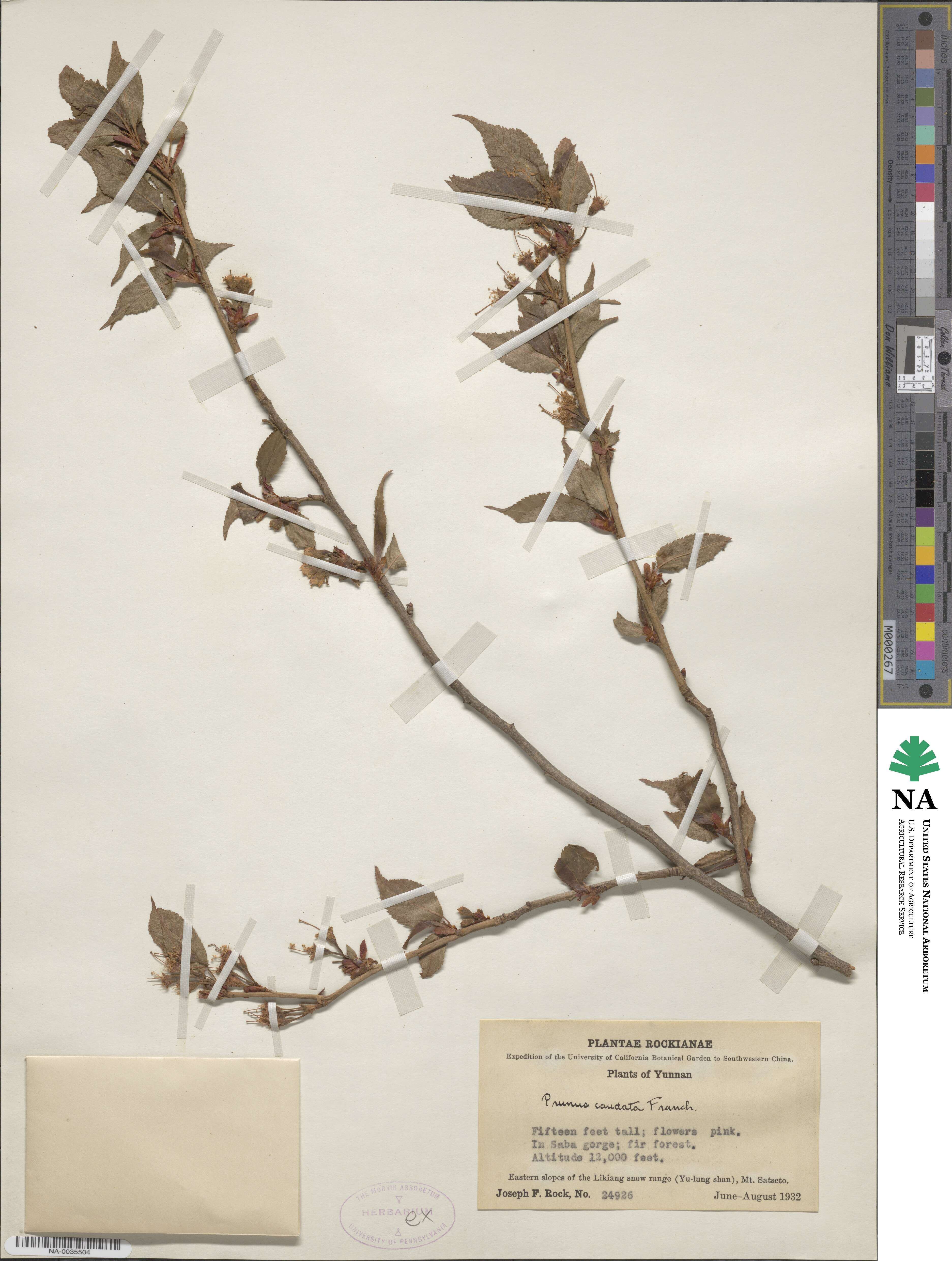 Prunus caudata image