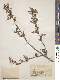 Image of Prunus caudata