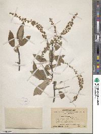 Prunus brachypoda image