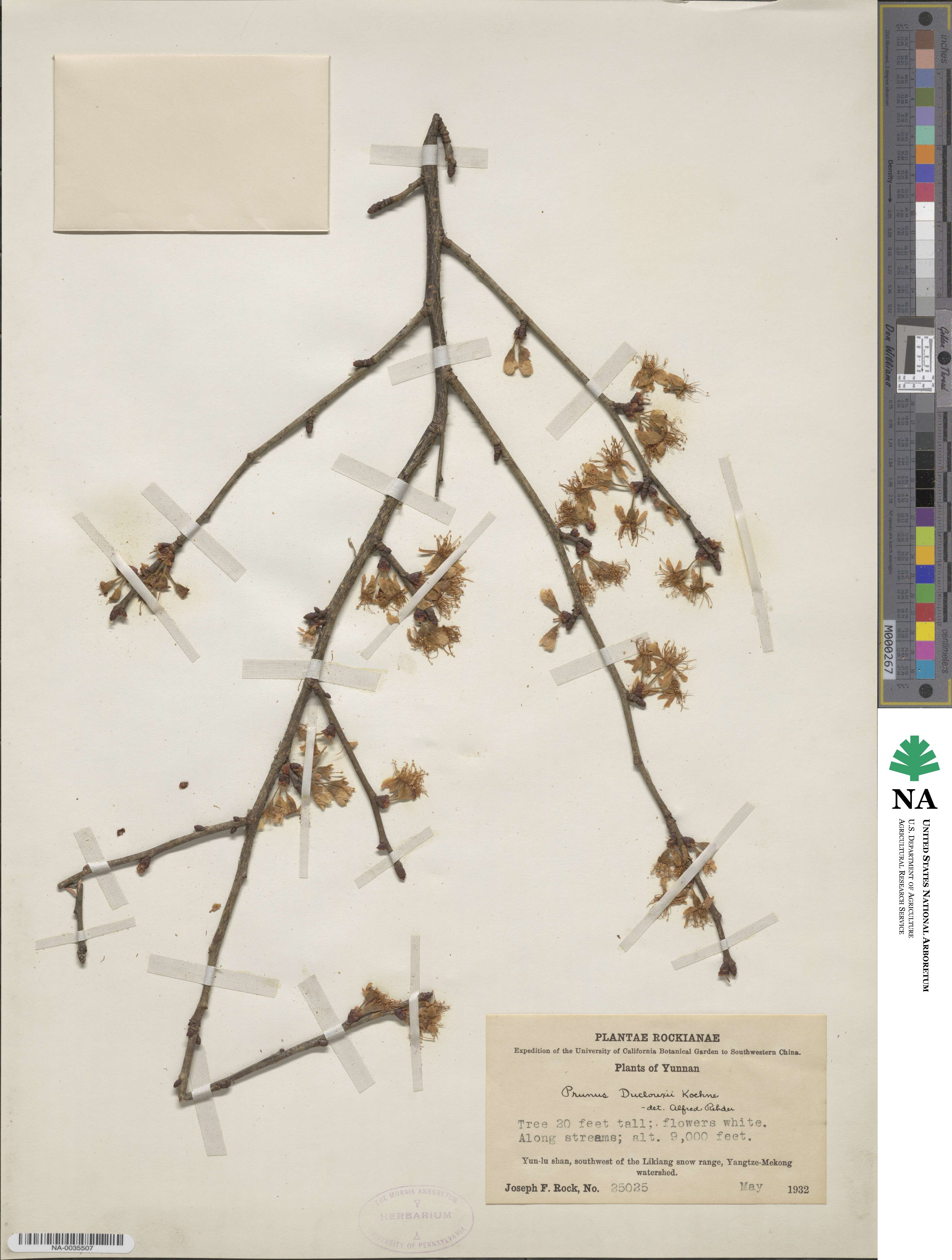 Prunus yunnanensis image