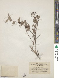 Deutzia monbeigii image