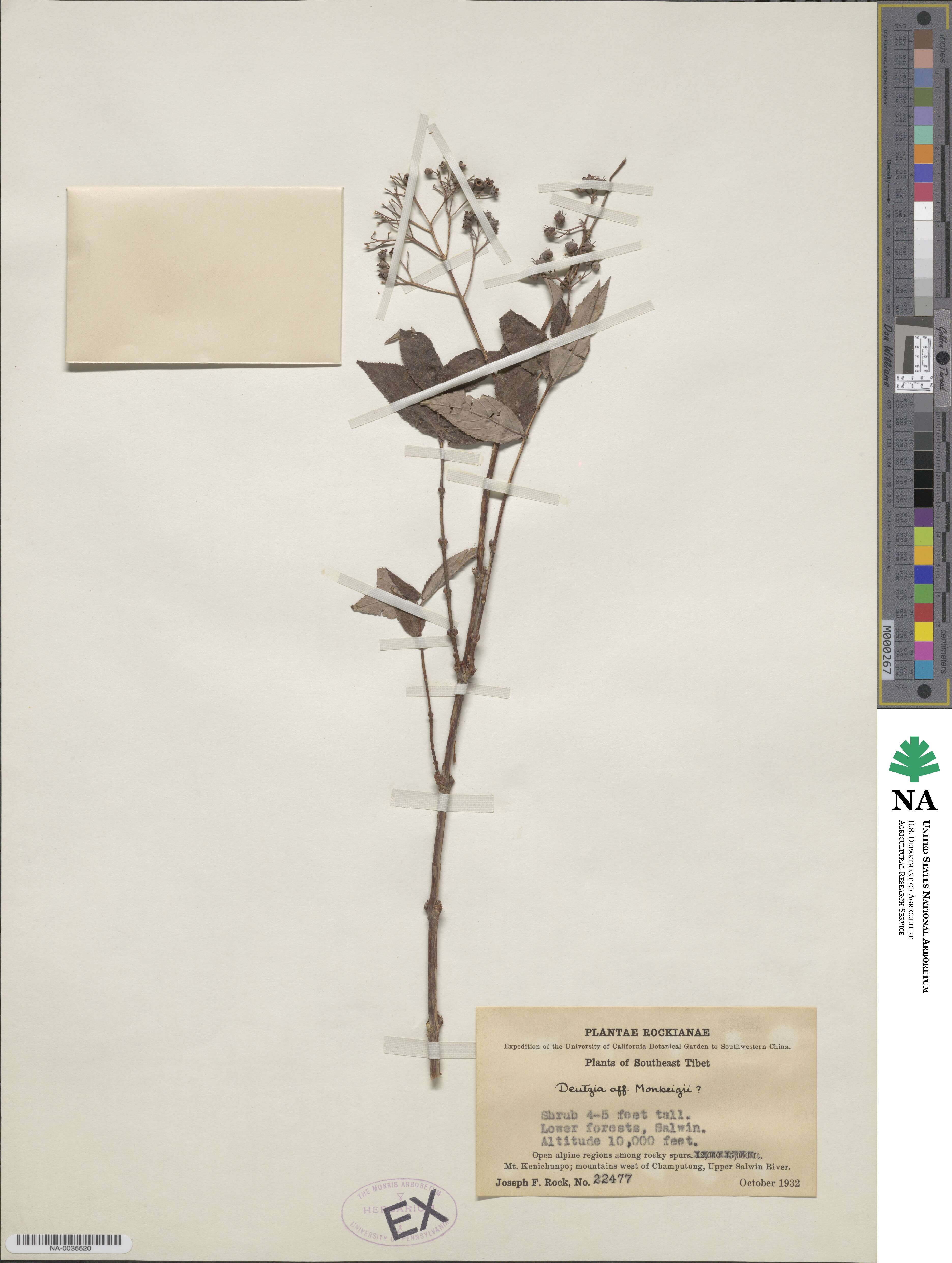 Deutzia monbeigii image
