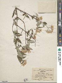 Deutzia longifolia image