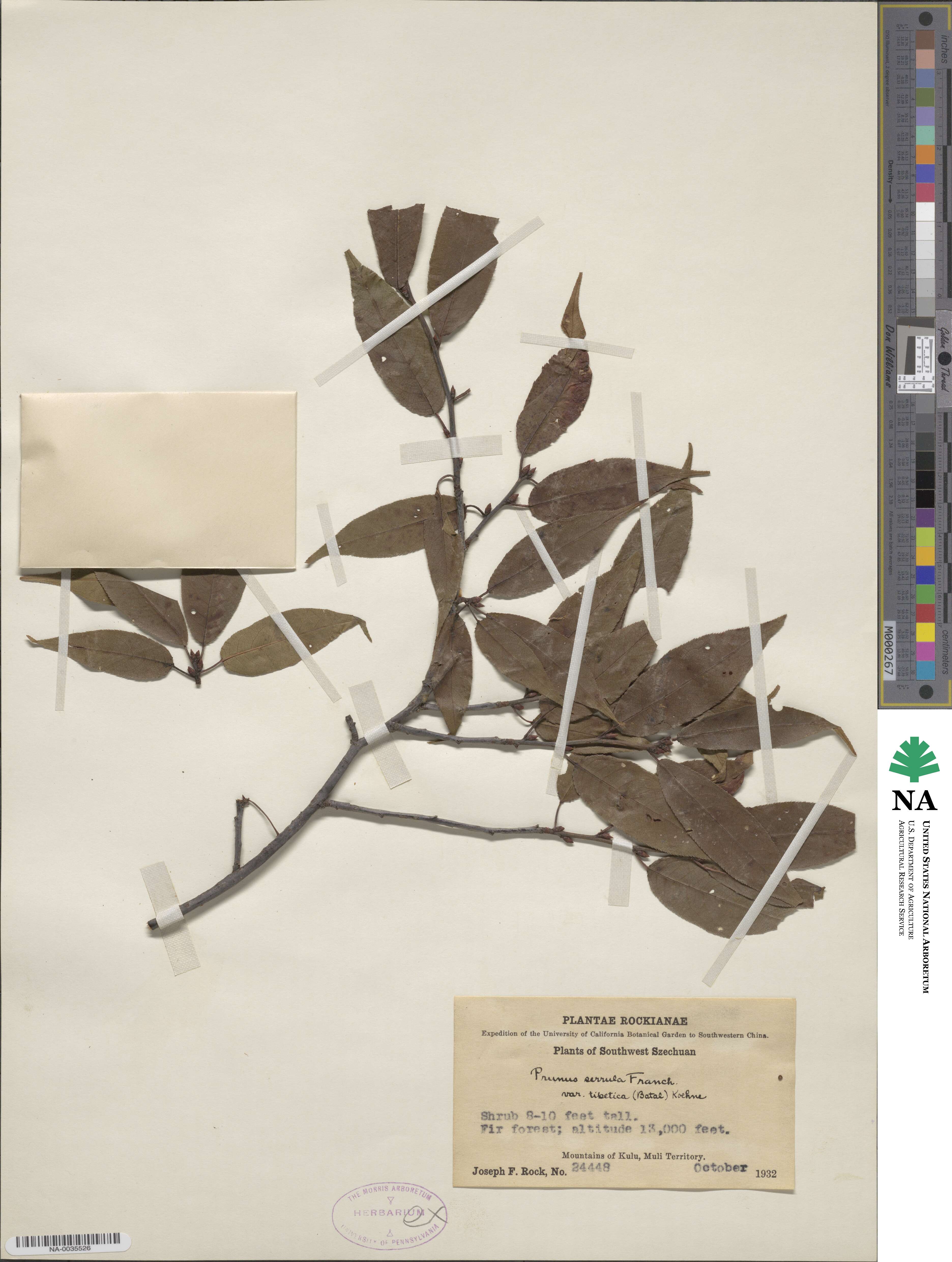 Prunus serrula image