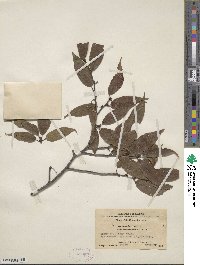 Prunus serrula image