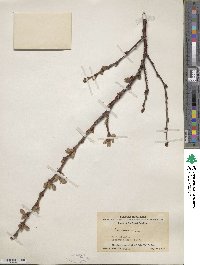 Prunus tomentosa image