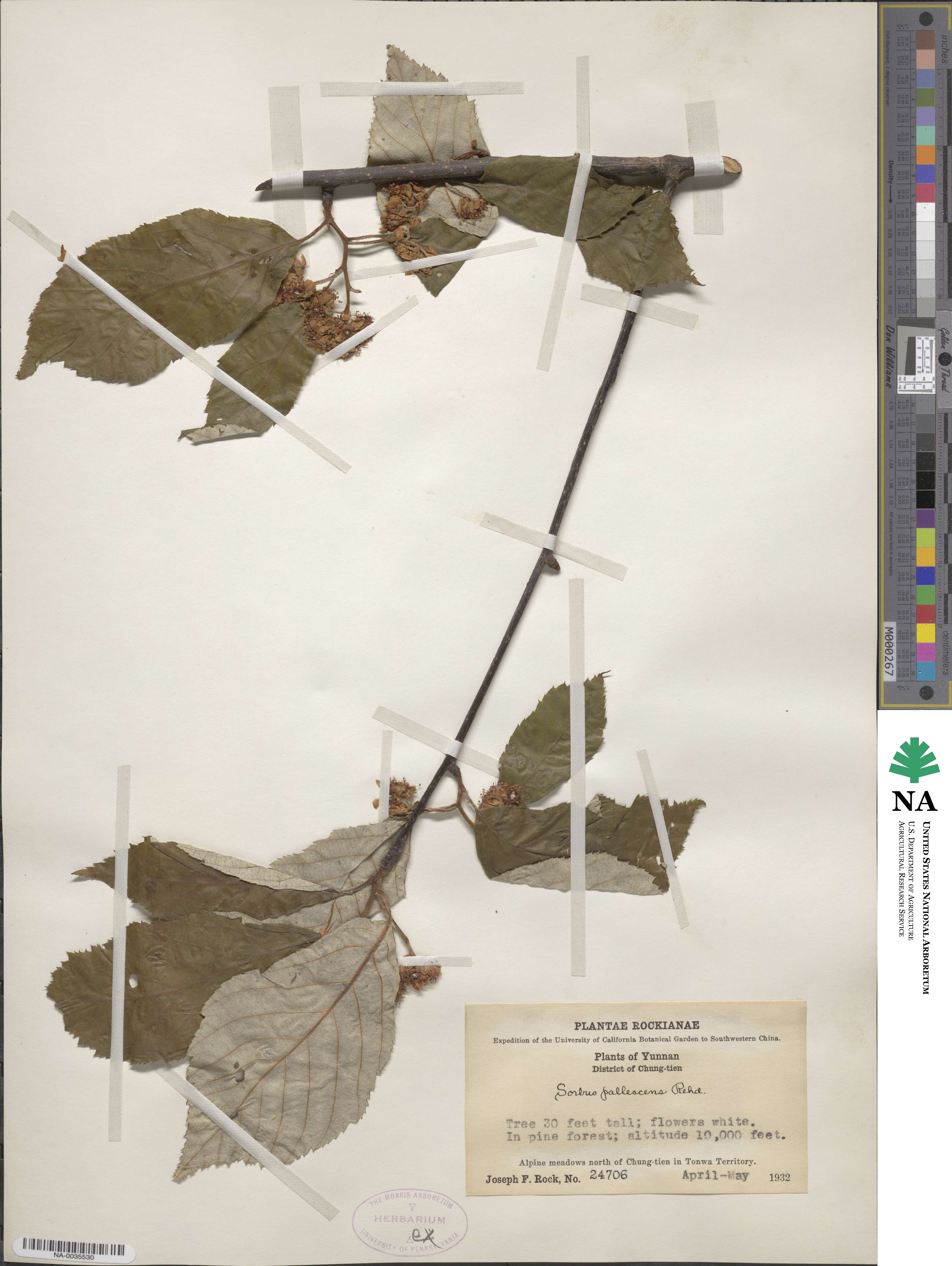 Sorbus pallescens image
