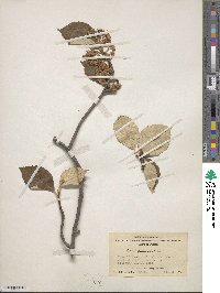 Sorbus pallescens image