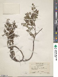 Image of Sorbus filipes