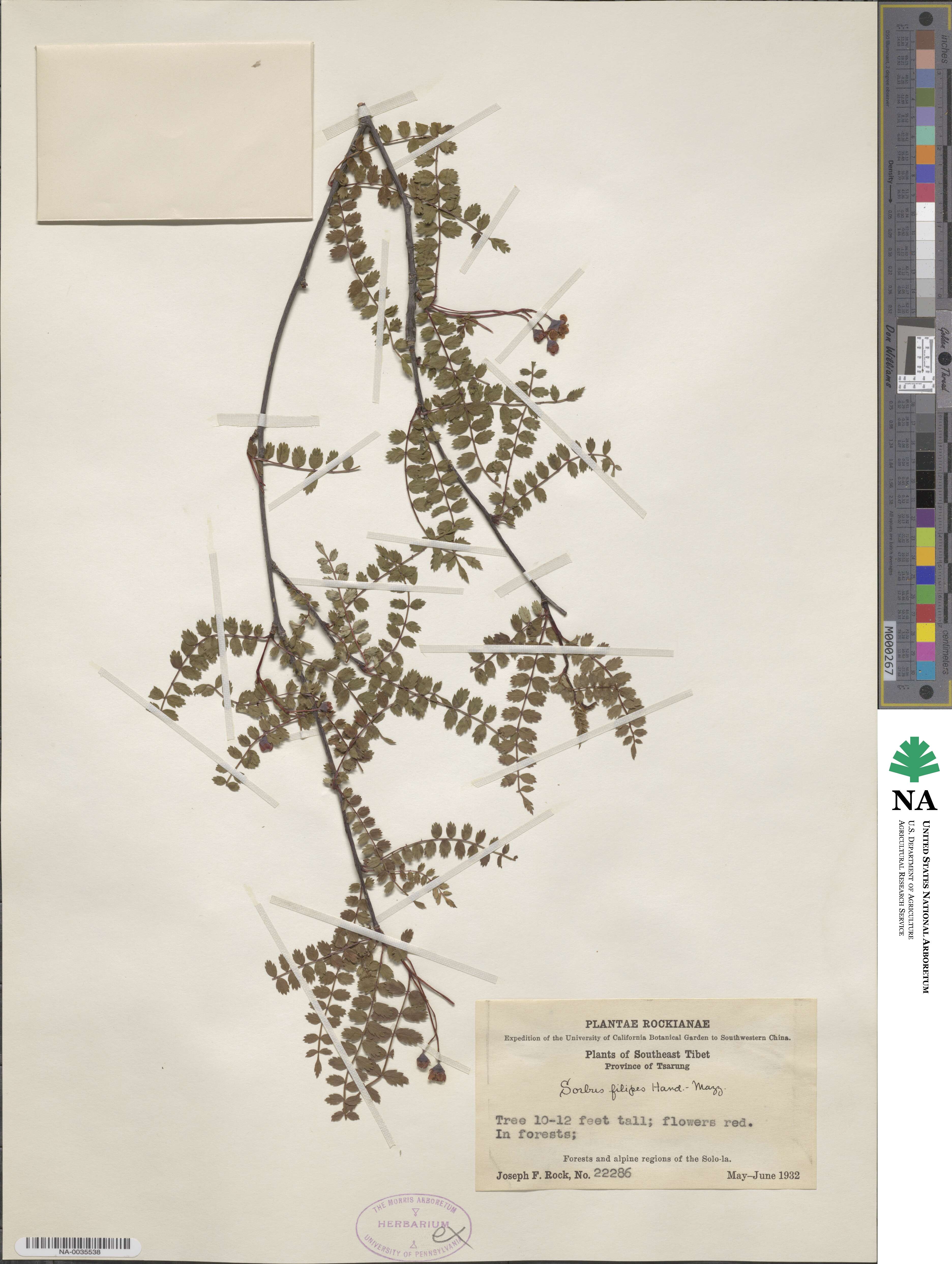 Sorbus filipes image