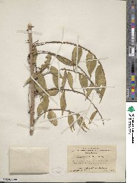 Zanthoxylum oxyphyllum image