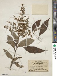 Meliosma cuneifolia image