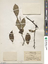 Ilex fragilis image