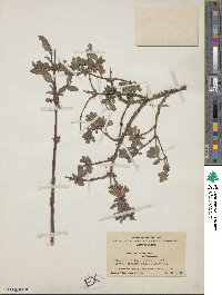 Lonicera cyanocarpa image