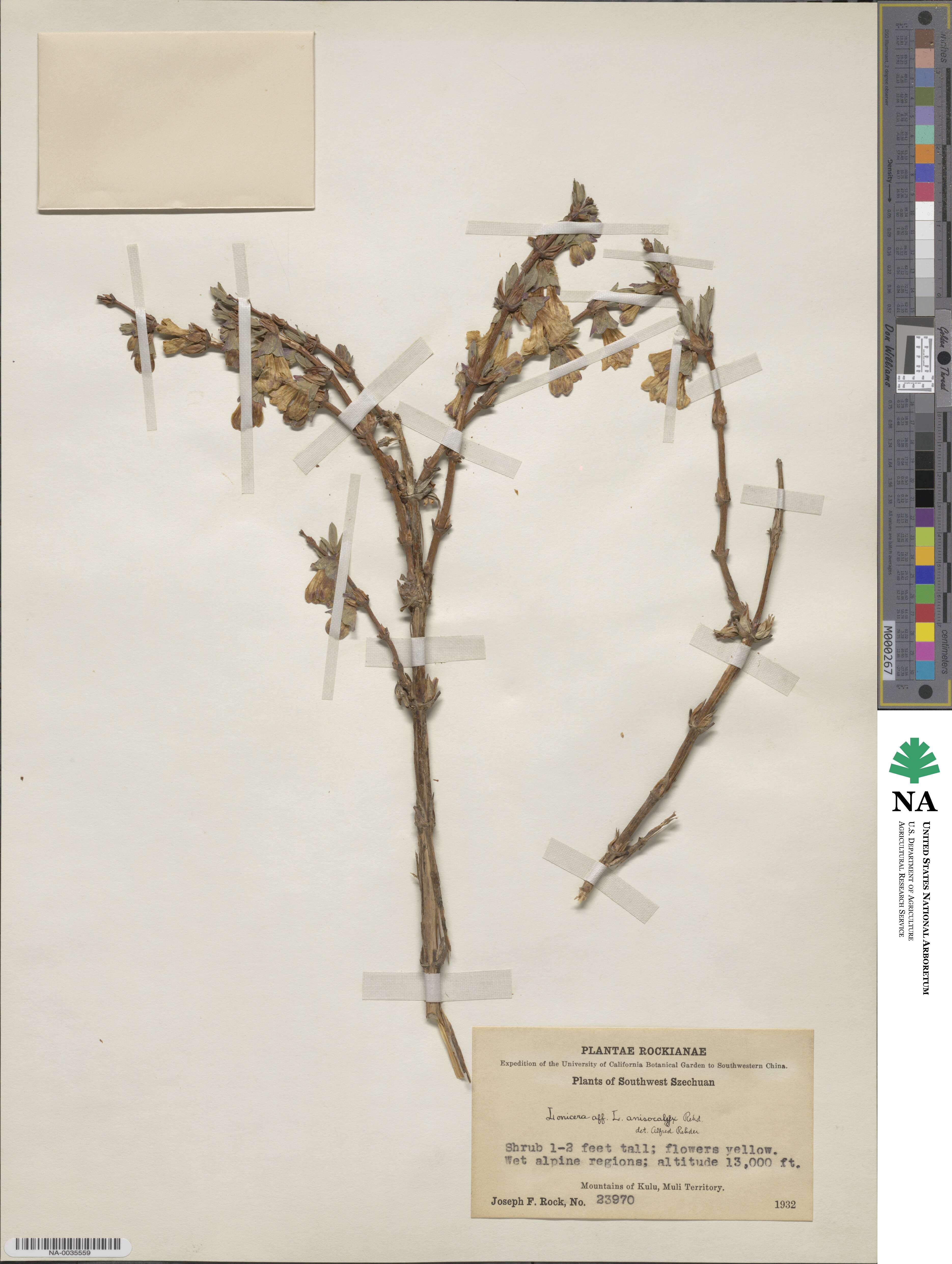 Lonicera anisocalyx image