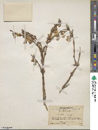 Image of Lonicera anisocalyx