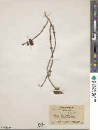 Lonicera setifera image