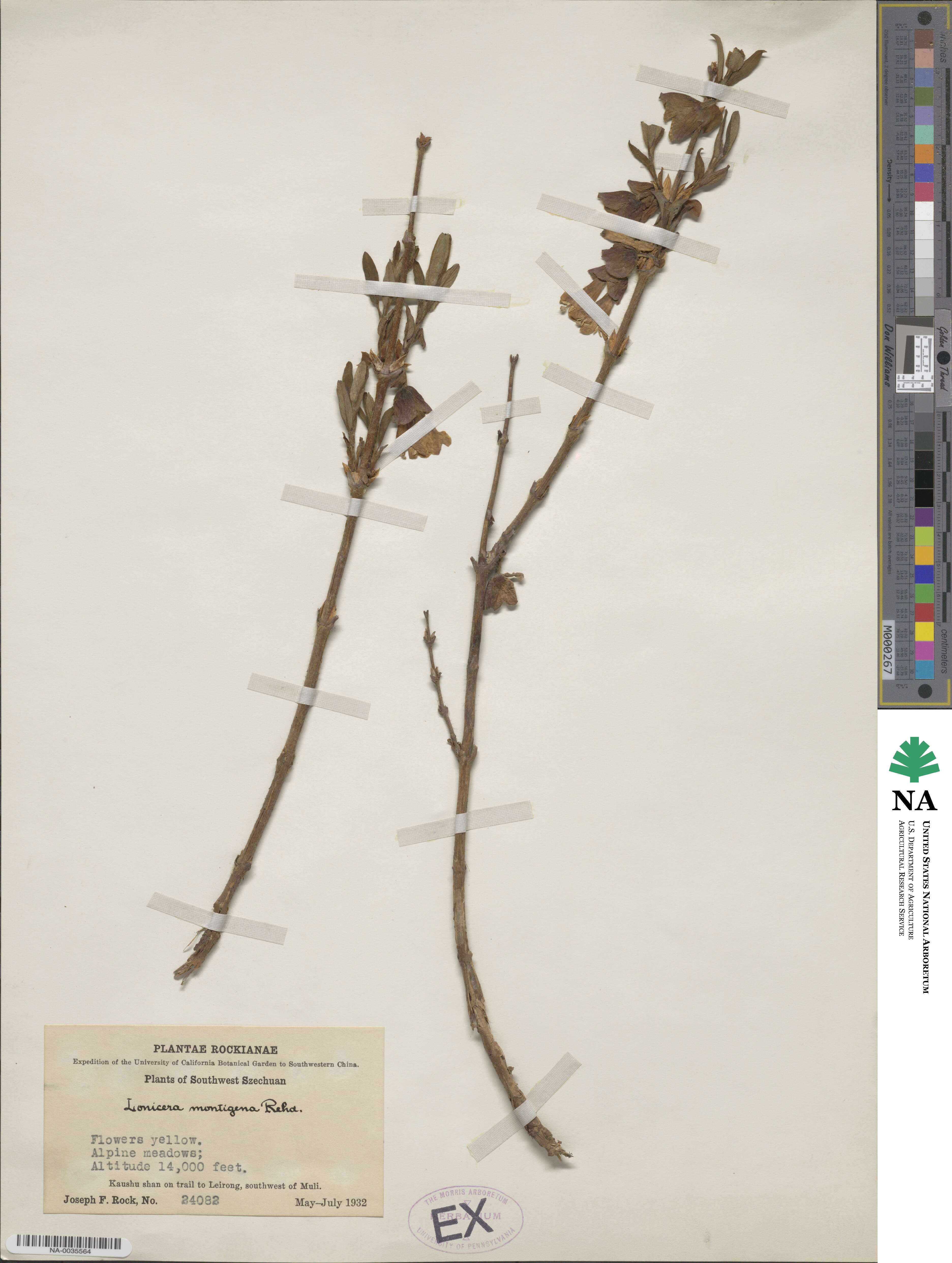 Lonicera hispida image