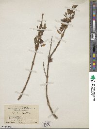 Lonicera hispida image