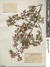 Rosa omeiensis image