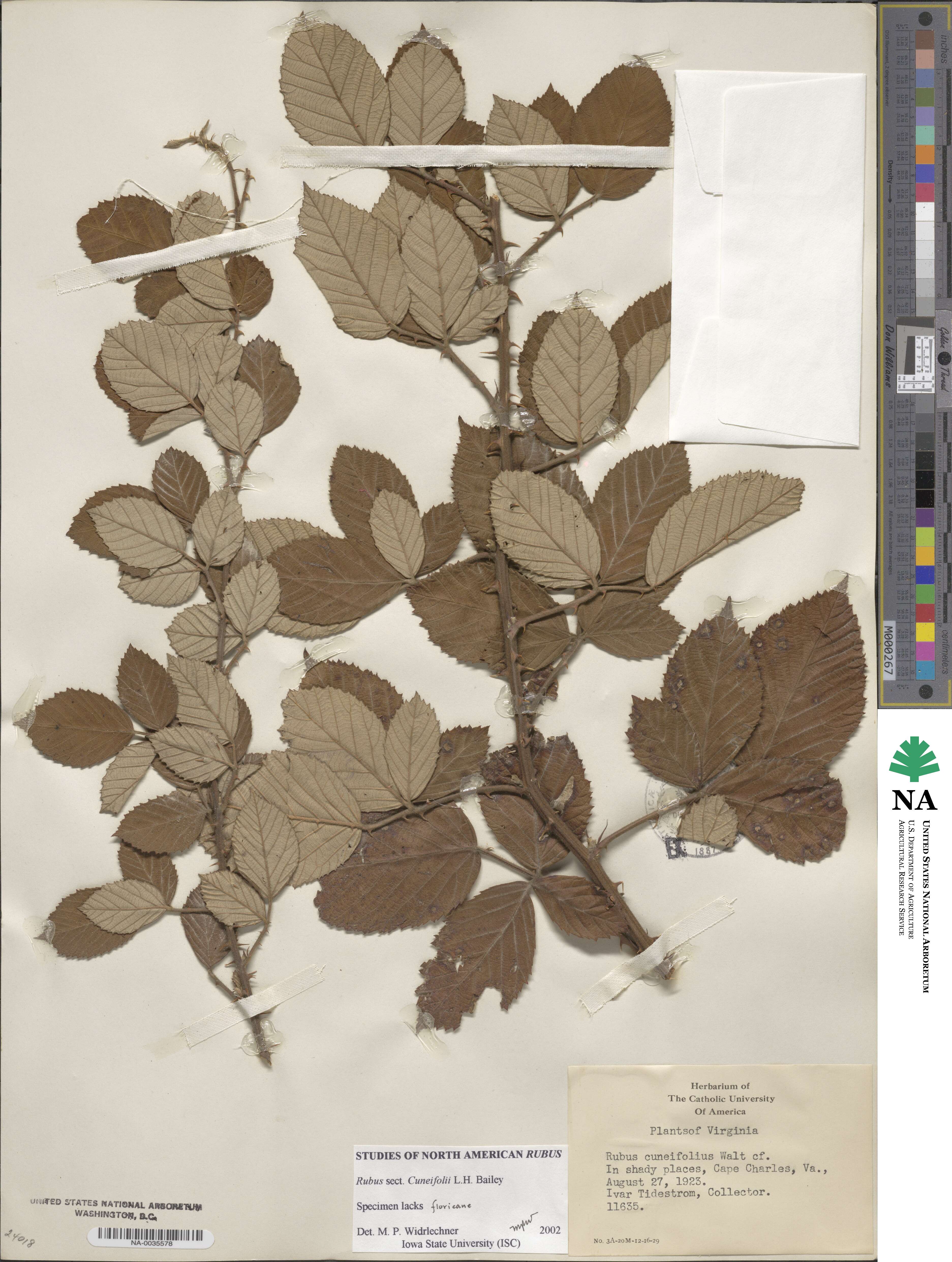 Rubus cuneifolius image