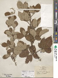 Rubus cuneifolius image