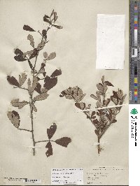 Rubus cuneifolius image