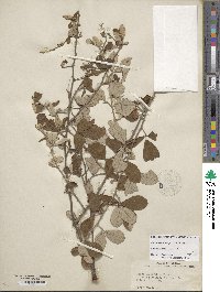 Rubus cuneifolius image