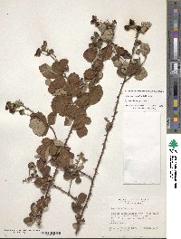 Rubus cuneifolius image