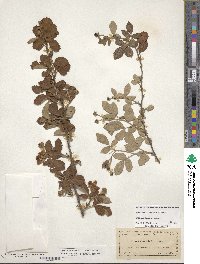 Rubus cuneifolius image