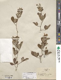 Rubus cuneifolius image