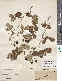 Rubus cuneifolius image