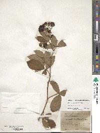 Rubus cuneifolius image