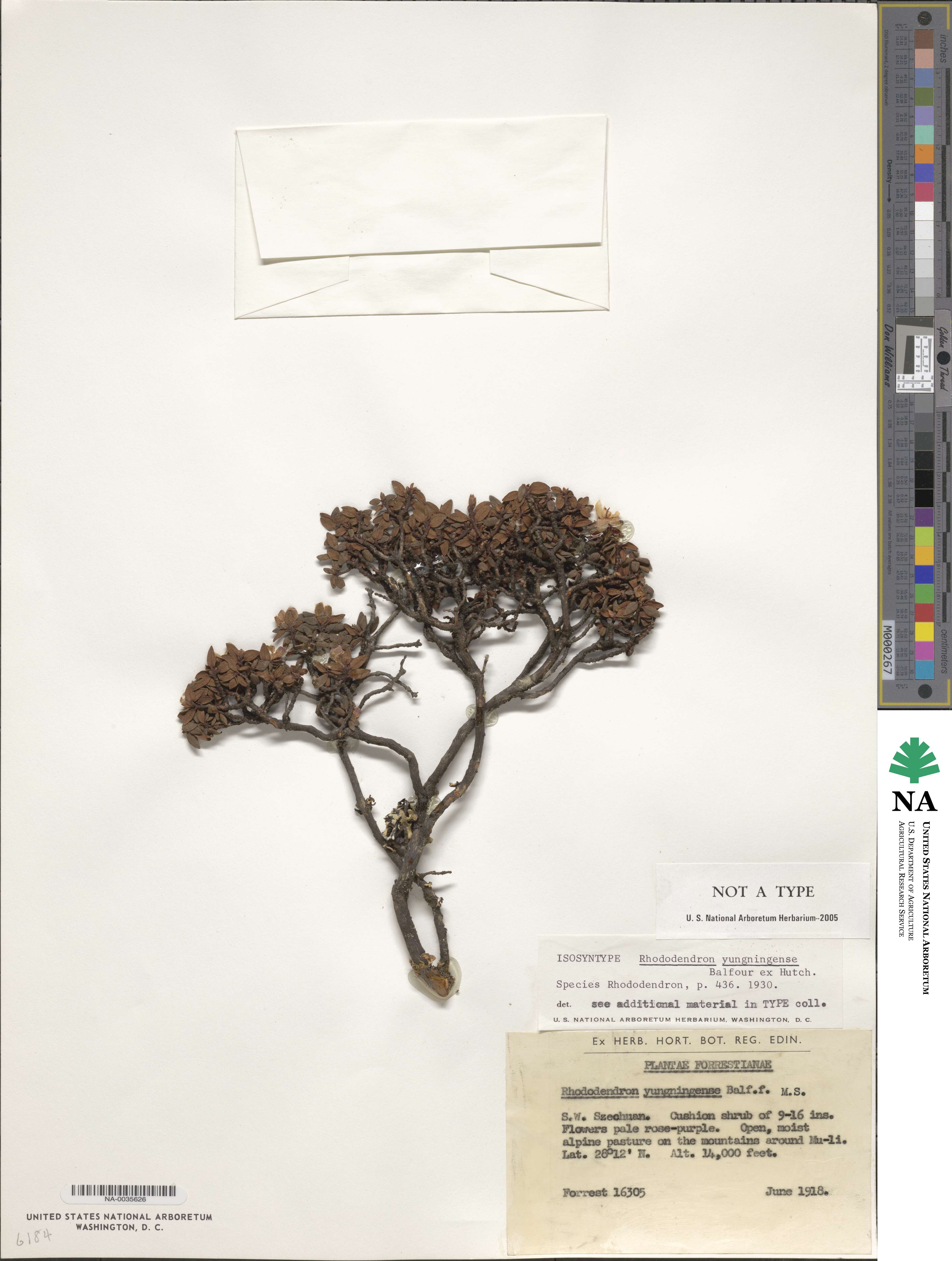 Rhododendron yungningense image