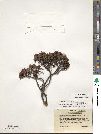 Rhododendron yungningense image