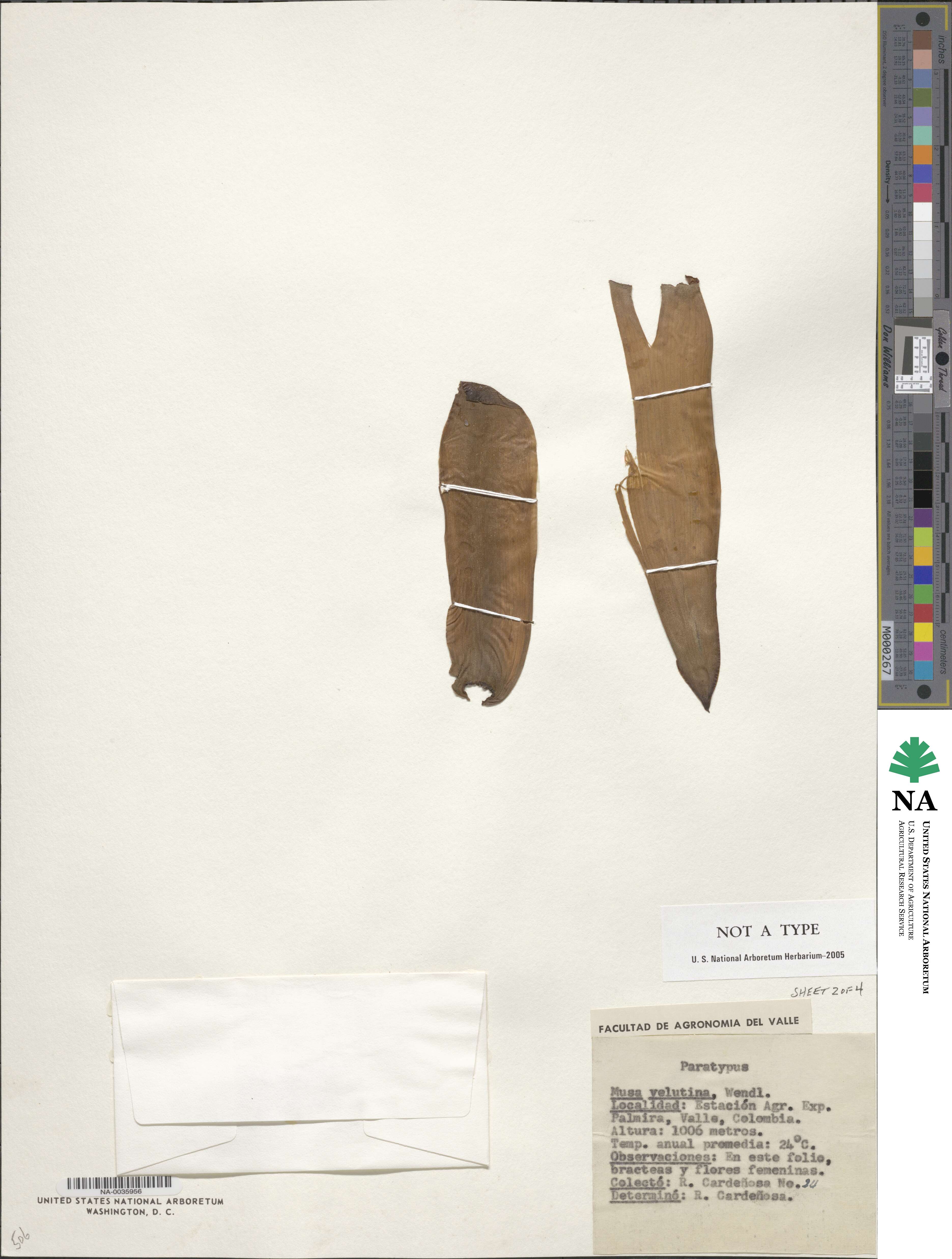 Musa velutina image