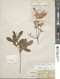 Rhododendron canescens image