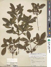 Rhododendron canescens image