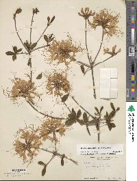 Rhododendron canescens image