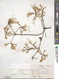 Rhododendron canescens image