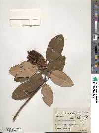 Rhododendron catawbiense image