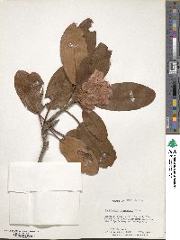 Rhododendron catawbiense image