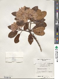 Rhododendron catawbiense image